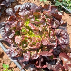 Enciam fulla de roure